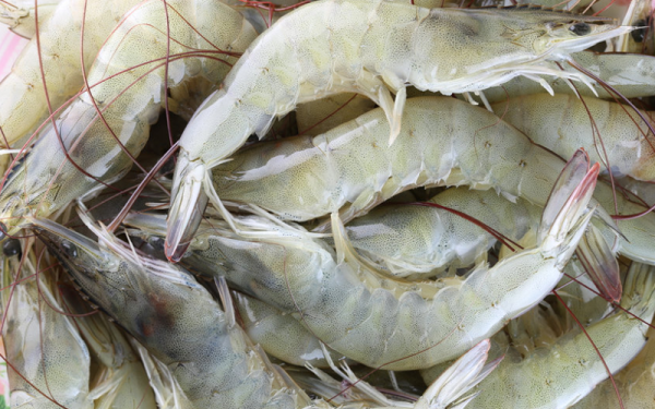 udang