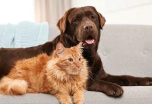 23 கோடி சொத்தை செல்லப்பிராணிக்கு உயில் எழுதி வைத்த மூதாட்டி