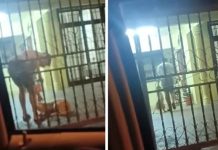 உரிமையாளரால் துன்புறுத்தலுக்கு ஆளான நாய்; விசாரணையைத் தொடங்கிய போலீசார்