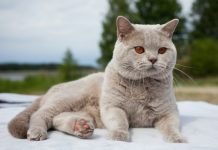 Kucing RM10,000 disamun