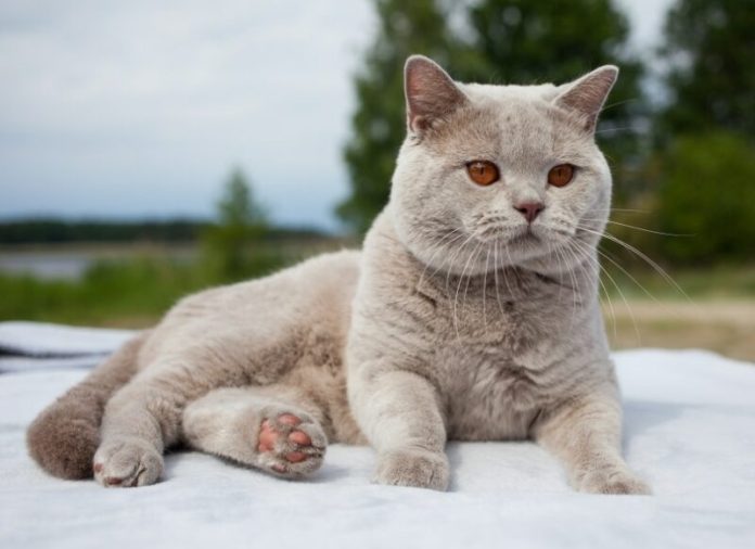 KUCING DICUR1