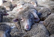 செம்மறியாடுகளில் பதுக்கி வைத்து போதைப்பொருள் கடத்தல்