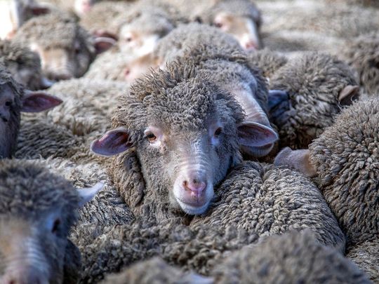 SHEEP-NEW-ZEALAND_18bfb934266_medium
