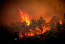 Hutan dekat R&R Bintang Hijau Sungai Rui terbakar