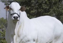 பிரேசிலில் ஏலம்;4.3 மில்லியன் அமெரிக்க டாலருக்கு விற்பனையான நெல்லூர் பசு