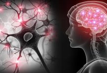 மனித மூளையின் அளவு விரிவடைகிறது; விஞ்ஞானிகள் தகவல்!