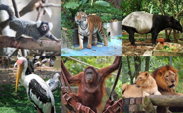 Zoo negara (2)