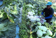 Bekalan sayur bakal terjejas 40 peratus