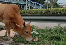 மாடு மீது மோதிய மோட்டார் சைக்கிளோட்டியான பெண் பலி