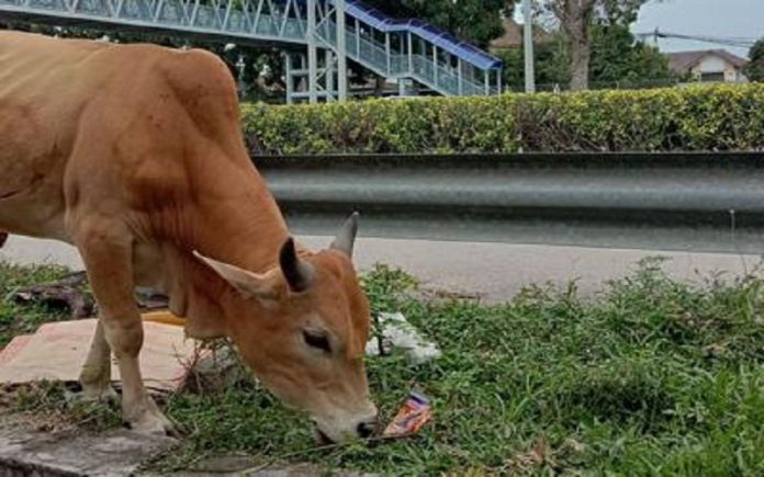மாடு