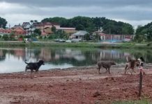 Isu urus anjing terbiar MBSA junjung titah Tengku Permaisuri Selangor