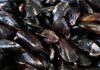 mussels உண்பதற்கு பாதுகாப்பற்றவை என்பதை மீன்வளத் துறை உறுதிப்படுத்துகிறது
