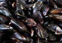mussels உண்பதற்கு பாதுகாப்பற்றவை என்பதை மீன்வளத் துறை உறுதிப்படுத்துகிறது