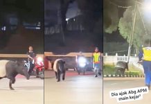 உயிரியல் பூங்காவில் இருந்து தப்பிய தபீர் பத்திரமாக மீட்பு