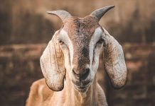 ‘Task force’ tangani isu jualan kambing