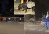 Tapir terlepas dari Zoo