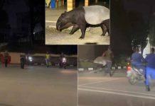 Tapir terlepas dari Zoo