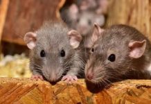 6 வருடத்தில் 6 கிலோ கஞ்சாவை எலிகள் தின்று விட்டதாக நீதிமன்றத்தில் தெரிவித்த போலீசார்