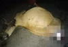 கர்ப்பிணிப் பசு புலி தாக்கி இறக்கவில்லை: வனவிலங்கு துறை