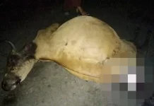 கர்ப்பிணிப் பசு புலி தாக்கி இறக்கவில்லை: வனவிலங்கு துறை