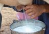 கறந்த பாலில் இருந்து பறவை காய்ச்சல் வைரஸ் பரவும் அபாயம்