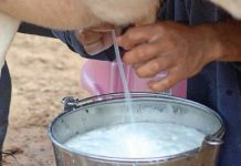 கறந்த பாலில் இருந்து பறவை காய்ச்சல் வைரஸ் பரவும் அபாயம்