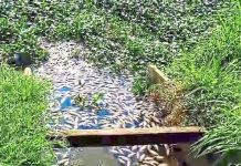 பண்டார் துன் ரசாக் குளத்தில் கொத்து கொத்தாக செத்து மிதந்த மீன்கள்!