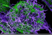 தீவிர பாதிப்பை ஏற்படுத்தும்.. புது வகை எபோலா வைரசை உருவாக்கி டெஸ்ட்.. அதிர வைத்த சீன விஞ்ஞானிகள்