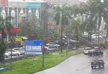 பழைய கிள்ளான் சாலையில் விழுந்த மற்றொரு மரம்