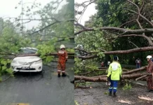 கிள்ளானில் மரம் விழுந்ததில் இரு வாகனங்கள் சேதம்