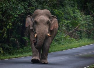 போஸ் கோப் பகுதியில் யானையின் வருகையால் மீண்டும் மீண்டும் குடியிருப்பாளர்களுக்கு ஏற்படும் அச்சுறுத்தல்