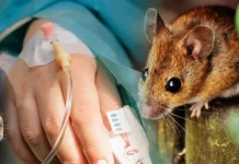 Kedah rekod 105 kes kencing tikus, satu kematian