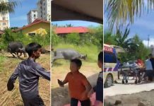 Kerbau terlepas ikatan cederakan wanita!