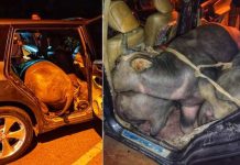 Sumbat 3 kerbau curi dalam Honda Odyssey