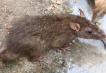 மலாக்காவில் லெப்டோஸ்பிரோசிஸ் வழக்குகள் அதிகரித்து வருகின்றன