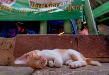 விலங்குகள் துஷ்பிரயோகம் செய்யப்பட்டதாக 7,600 புகார்கள் பதிவு! – வெளியாகிய அதிர்ச்சி தகவல்