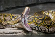 இதென்ன நாக தோஷமா? இந்தோனேசியாவில் மனிதர்களை விழுங்கும் மலைப்பாம்பு