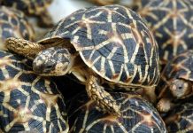 ஆமை கடத்தல் கும்பல் முறியடிப்பு ; 400 ஆமைகள் மீட்பு