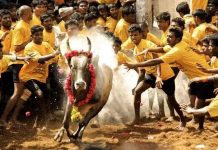 ஜல்லிக்கட்டு: உச்ச நீதிமன்றத் தீர்ப்பை எதிர்த்து பீட்டா மனு
