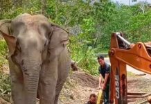 நெடுஞ்சாலை வடிகாலில் சிக்கிய குட்டி யானை: மீட்கப்படும் வரை காத்திருந்த தாய் யானை