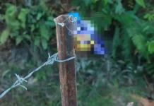 2 beradik kritikal termakan keropok ada racun tikus