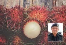 Tercekik biji rambutan – nenek maut
