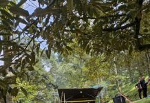 டுரியான் தோட்டத்தில் கத்தி குத்துடன் இறந்து கிடந்த வெளிநாட்டவர்: கொலை என சந்தேகிக்கப்படுகிறது