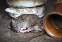 கேரளா: எலிக்காய்ச்சலால் 121 பேர் மரணம்