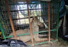 உ.பி.யில் தொடரும் ஓநாய்கள் தாக்குதல்: 2 வயது குழந்தை உயிரிழப்பு