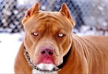 தந்தையின் கண் முன்னே சிறுவனின் முகத்தை கடித்து, தொண்டையை கவ்விய பிட்புல் நாய்