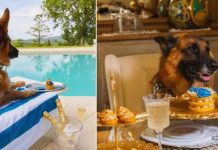 கோடிக்கணக்கில் சொத்து வைத்துள்ள நாய்