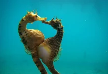 சிங்கப்பூருக்குக் கடற்குதிரைகளைக் கடத்த முயன்ற குற்றச்சாட்டில் தமிழ்நாட்டைச் சேர்ந்த மூவர் கைது