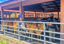 மாடுகளைத் திருடி பணம் பார்க்க நினைத்தவர்களின் நினைப்பில் மண் விழுந்தது