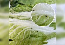 முட்டைக்கோசில் “பைலோட்ரேட்டா”பூச்சி: சிங்கப்பூருக்கே திருப்பி அனுப்பப்பட்ட லோரி